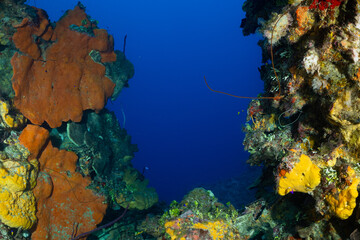 A section of tropical reef in the Cayman Islands. The deep blue sea can be seen through a gap in the coral formations that are lined with orange elephant ear sponge
