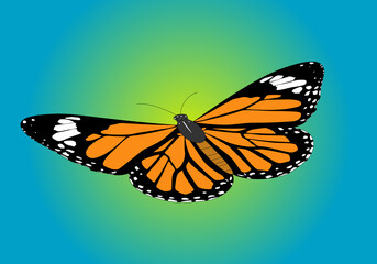 Mariposa monarca naranja, negra y blanca sobre cielo azul