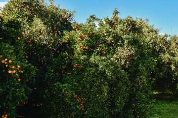 Fototapeta na wymiar oranges on a tree, a grove of orange trees with orange fruits on green trees