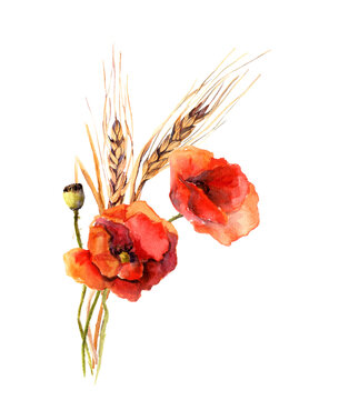 Poppy flowers and wheat bouquet. Field floral, grain plants illustration. Watercolor bouquet