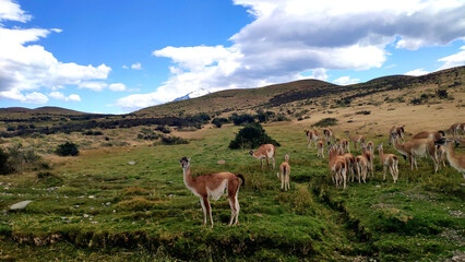 Wildlife at Torres del Paine National Park , Patagonia, Chile.