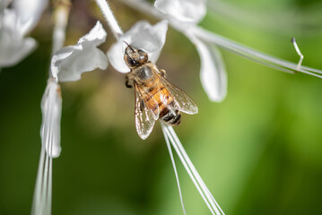 A honey bee has settled on a white plant and is foraging for pollen.