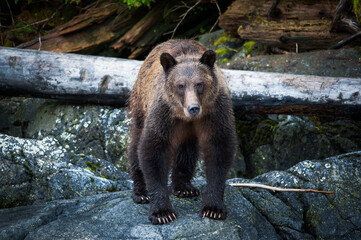 brown bear in the forest