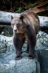 Fototapeta na wymiar brown bear in the forest