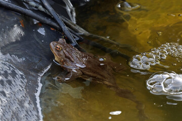 a frog in the garden pond in spring