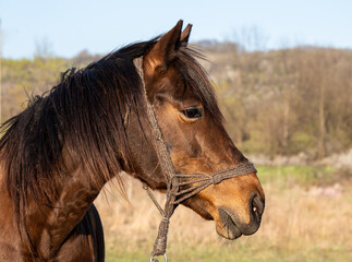 Obraz premium Portrait of a beautiful horse used by farmers. The portrait of a horse.