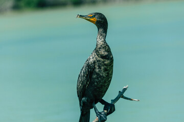 *Río LagartosYucatánMéxico*; 21 de febrero de 2022. Fotografías de las aves y del pueblo de Río Lagartos en el estado de Yucatán.