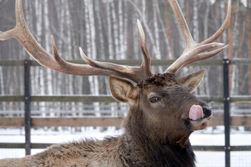 Spotted deer in the reserve in winter.