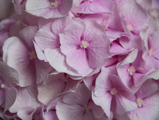 Pink hydrangea flower texture background