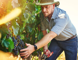 Providing the highest quality of grapes. Cropped shot of a farmer harvesting grapes.