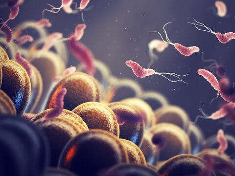 Helicobacter Pylori is a gastrointestinal bacterium that can affect the stomach lining and cause ulcers or even cancer. Gastrointestinal bacteria and gut microbiome composition