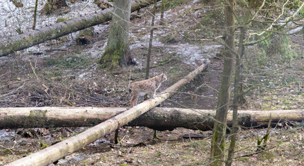 Eurasian lynx, male in spring forest. Lynx hidden in its environment. Protected animal. Latvia