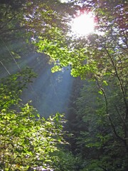 sun through the forest