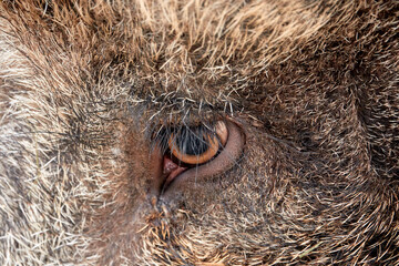 Wild boar in the reserve. The Eye of the Wild Boar. Close-up.