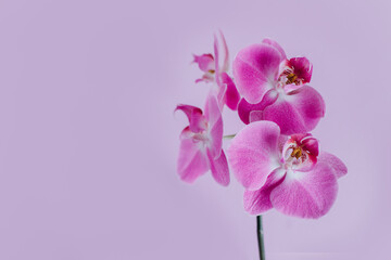 Beautiful violet orchid flowers on pastel purple background. - obrazy, fototapety, plakaty