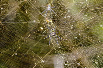 Golden Orb Weaver