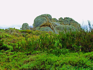 rocks with plants in a forest