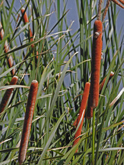 cat tails by a lake 