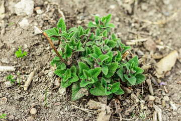 Melissa bush grows in the garden. Growing seedlings of young lemon balm. Garden conceptual background