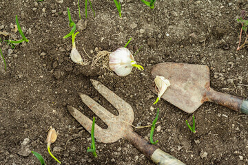 Garden tools, fresh young sprouts, seedling. Gardening concept background