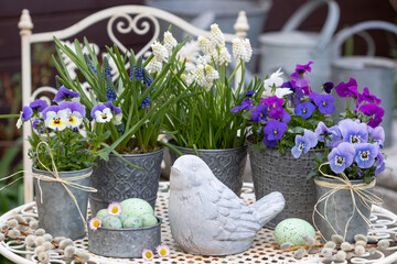 Frühlings-Gartendekoration mit Vogel und blauen und weißen Hornveilchen und Traubenhyazinthen in...