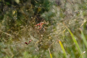 Golden Orb Weaver