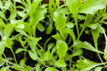Young lettuce leaves are growing.