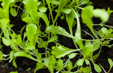 Young lettuce leaves are growing. Top view.