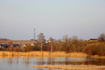 Dwa łabędzie w locie nad złotym jeziorem z wyspą.   © Stanisław Błachowicz