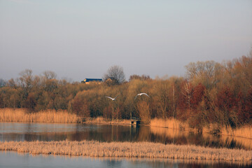 Dwa łabędzie w locie nad złotym jeziorem z wyspą.   © Stanisław Błachowicz