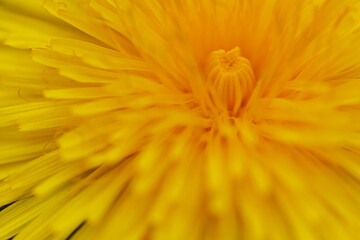 Dandelion yellow spring flower close-up macro