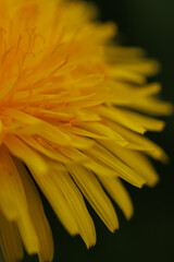 Dandelion yellow spring flower close-up macro