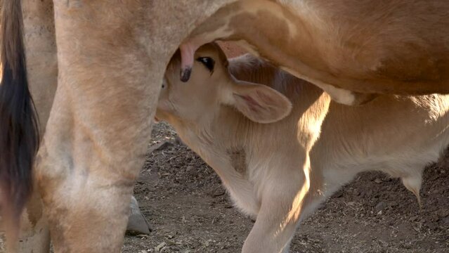 Calf feeding from its mother's udder rural farm concept