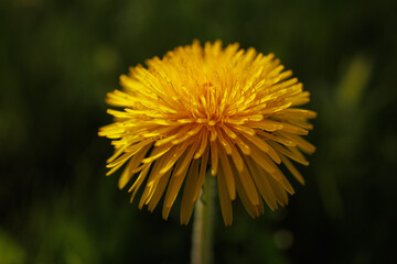 Dandelion yellow spring flower close-up macro