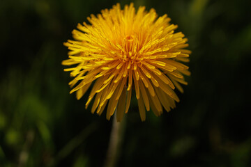 Dandelion yellow spring flower close-up macro