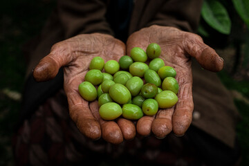 person picking grapes