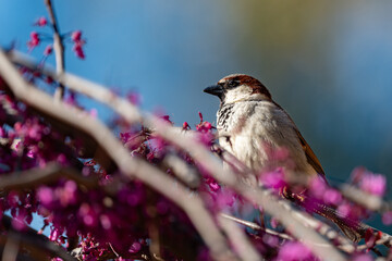 Male House Sparrow on a color spring pink flower branch with a shallow depth of field and copy space
