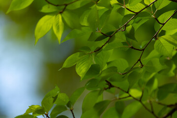 Fototapeta na wymiar Spring green leaves in sunshine with a shallow depth of field