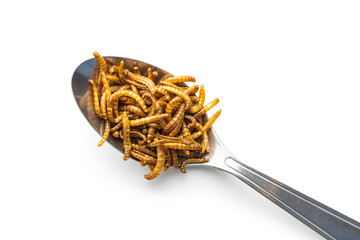 Fried salty worms. Roasted mealworms in spoon isolated on white background.