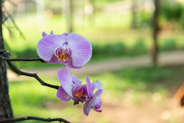 Beautiful lilac orchid in the garden. Phalaenopsis - Butterfly orchid