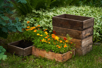 Marigold flowers in a wooden box. The concept of transplanting flowers to a flower bed near the...