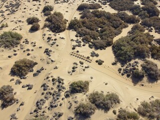 Aerial drone image of a line of camels during a safari tour on sand desert dunes in Maspalomas, Gran Canaria, Canary Islands, Spain.