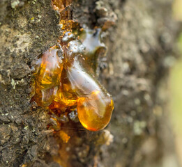 An interesting honey-colored resin on an apricot tree