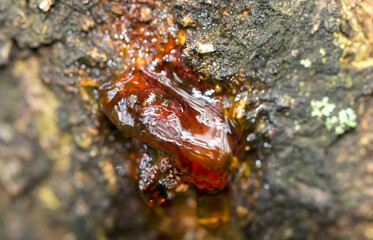 Beautiful red resin on apricot tree