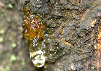 Resin on damaged apricot tree