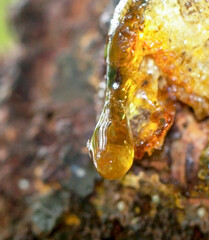 A drop of transparent yellow resin