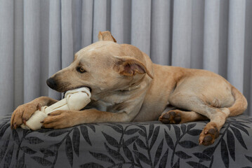 Adorable hungry dog chewing a bone indoors.