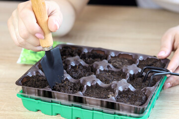 Collecting and transplanting seedlings in the shower. Garden shovel, tools for harvesting and...