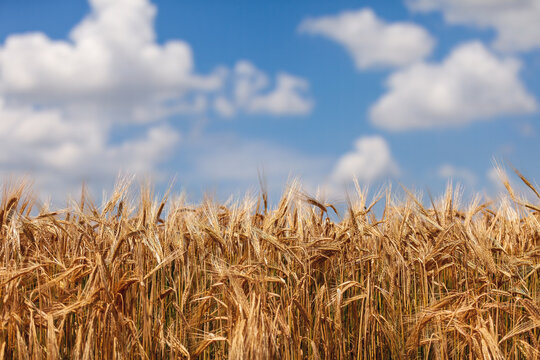 Espigas de trigo seco en primer plano con cielo azul y nubes 