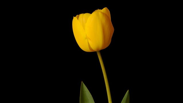 single yellow tulip flower opening, time lapse